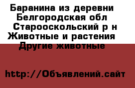 Баранина из деревни - Белгородская обл., Старооскольский р-н Животные и растения » Другие животные   